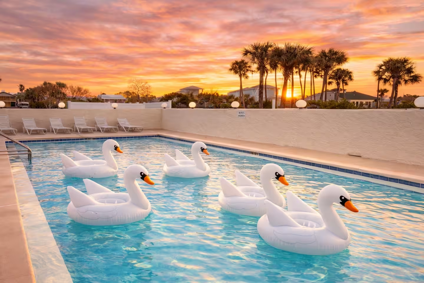 Swan floats at sunset in the SummerPlace community pool